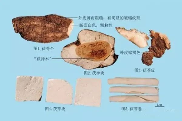 茯苓质地优劣辨别